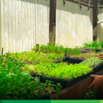 En Jericó: Dálida y Víctor cultivan más de 70 variedades de alimentos en Urantia