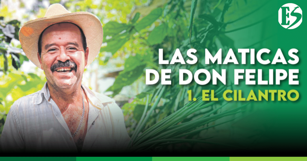 EL CILANTRO - LAS MATICAS DE DON FELIPE