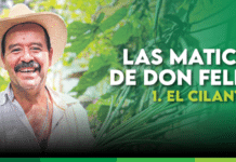EL CILANTRO – Las maticas de don Felipe