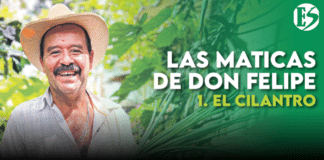 EL CILANTRO – Las maticas de don Felipe
