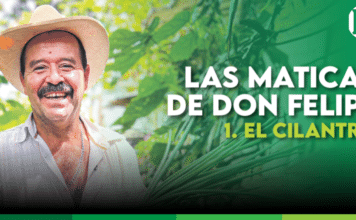 EL CILANTRO – Las maticas de don Felipe