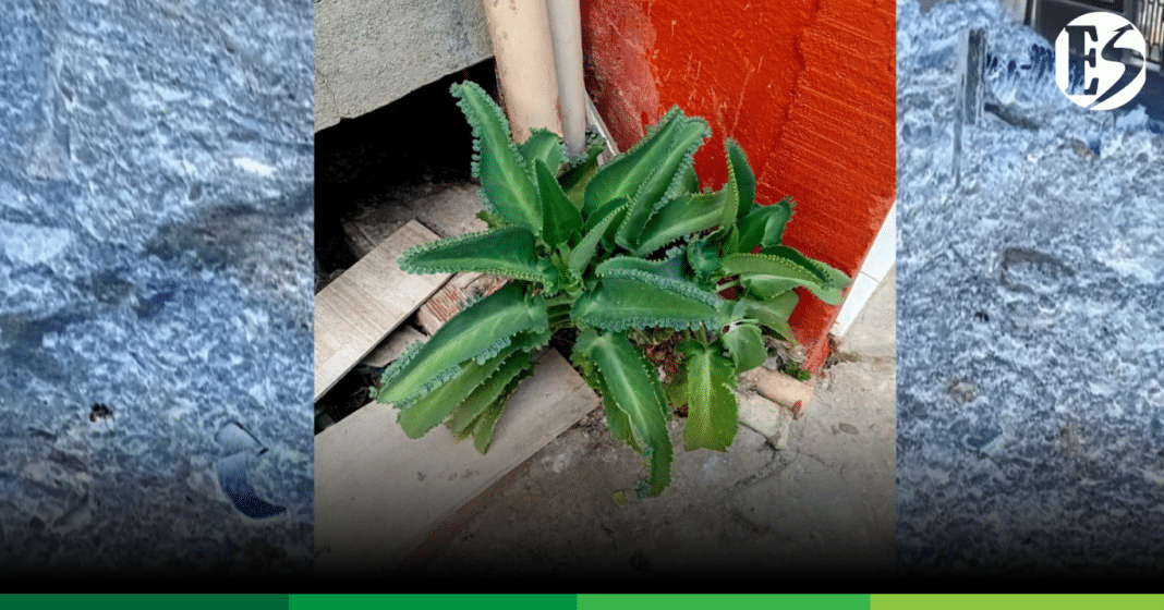 IMAGEN DESTACADA WEB KALANCHOE