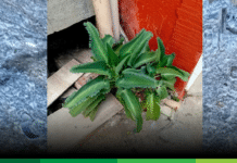 Crónica parroquial: Kalanchoe