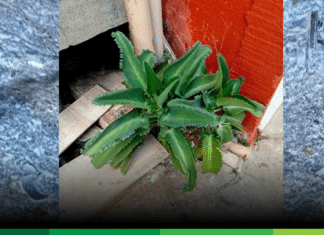 Crónica parroquial: Kalanchoe