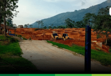 Crónica parroquial: Tierra anaranjada